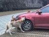 stray-dogs-destroy-a-car-in-china-jetta-gets-bitten-into-submission_2.jpg