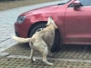 stray-dogs-destroy-a-car-in-china-jetta-gets-bitten-into-submission_3.jpg