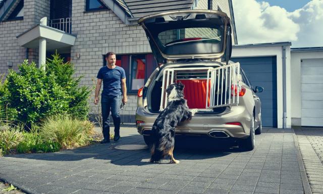 2019_FORD_FOCUS_DOGBOX_2 2019_FORD_FOCUS_DOGBOX_2