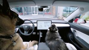 Tesla bojuje proti zapomenutým psům v autě. Přidala Dog Mode