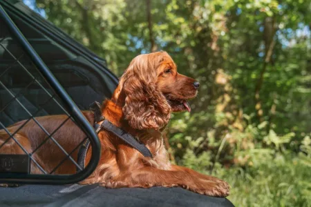 bentley-pro-zvirata-2