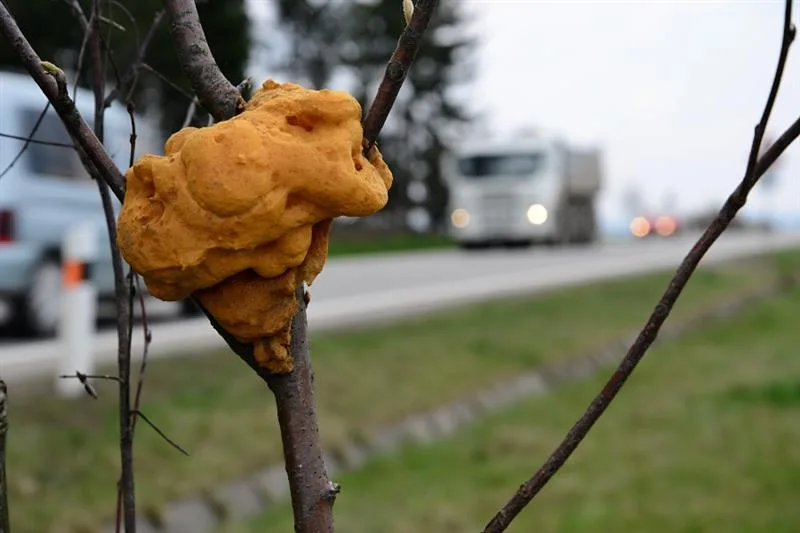 pachove-stopy-zver-silnice